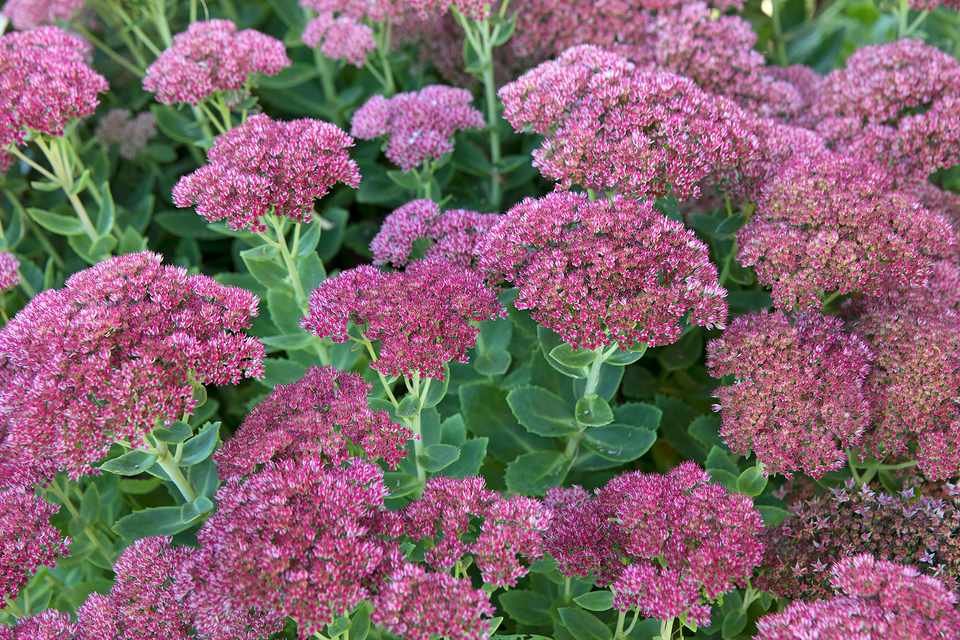 🌿 Low-Maintenance Plants Perfect for Tiny Gardens